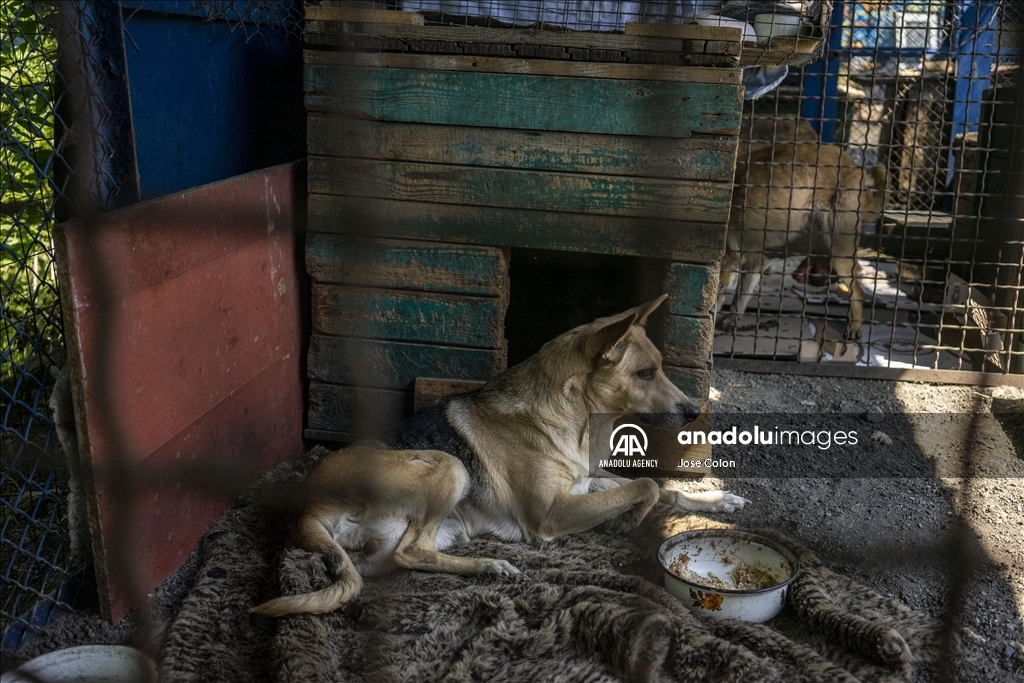 Pets rescued from the battle front in Ukraine