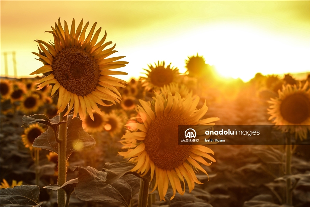 Sunflower fields in Idlib