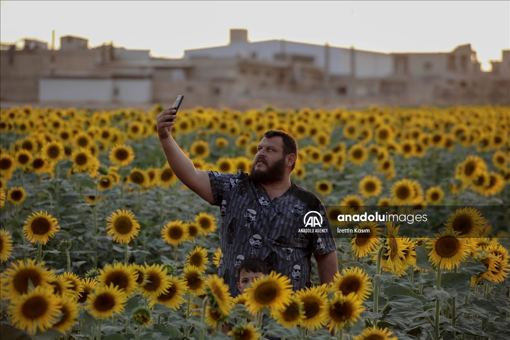 Sunflower fields in Idlib