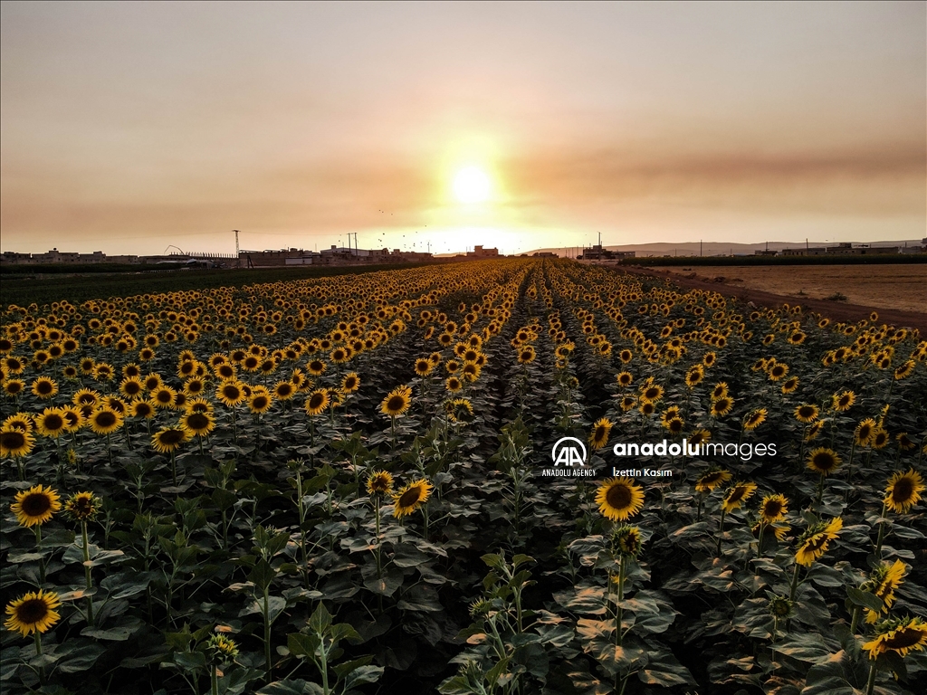Sunflower fields in Idlib