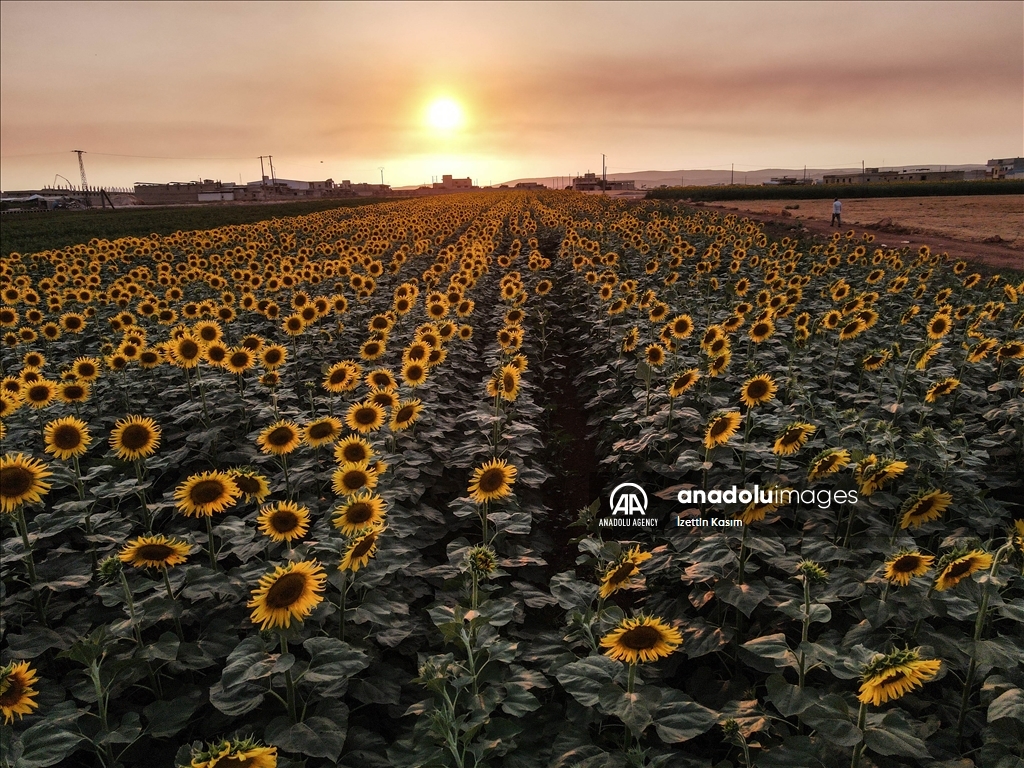 Sunflower fields in Idlib