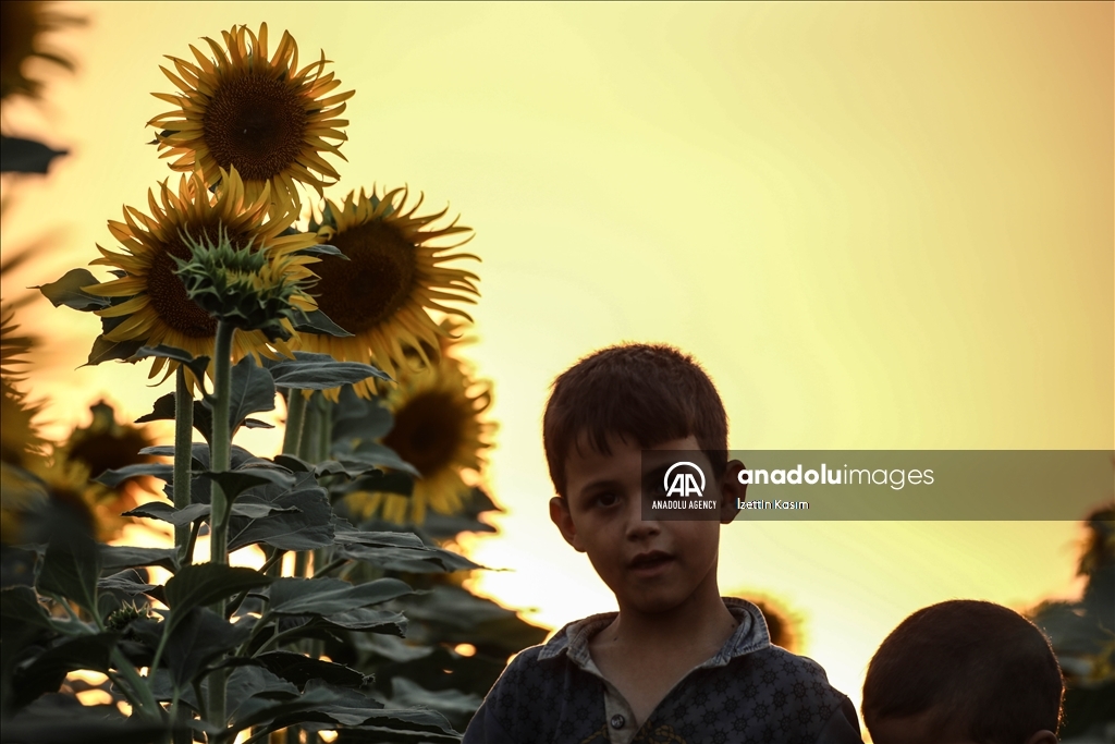 Sunflower fields in Idlib
