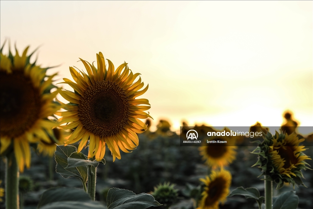 Sunflower fields in Idlib
