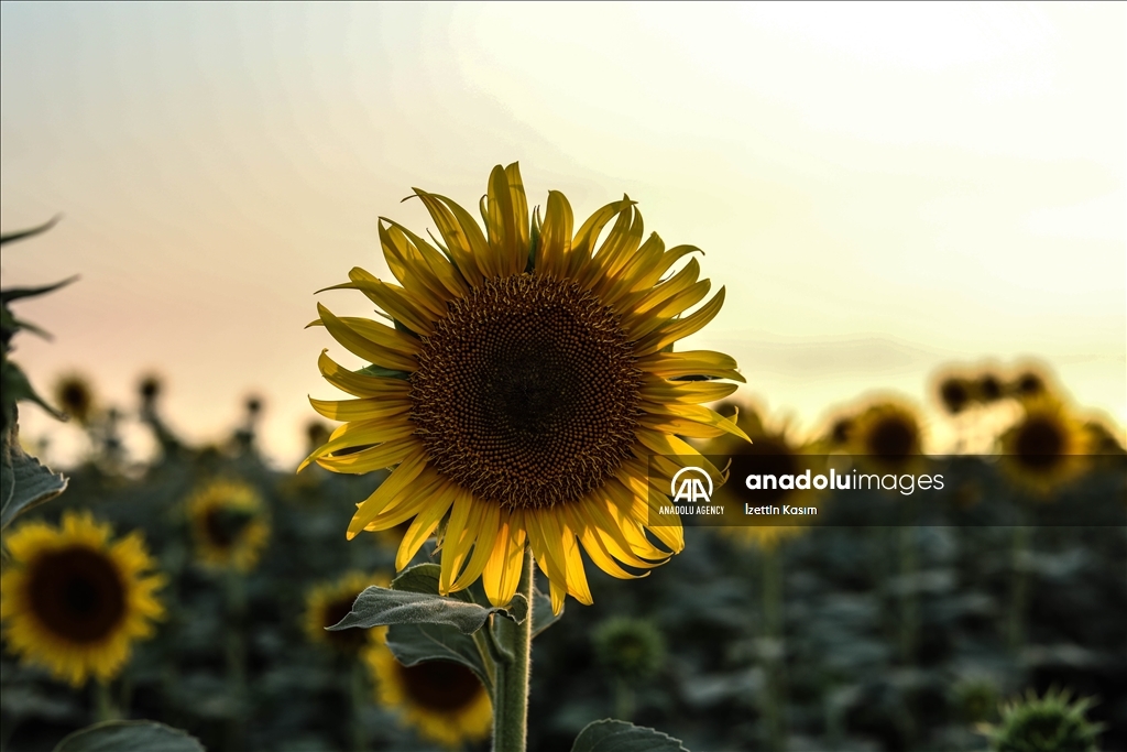 Sunflower fields in Idlib