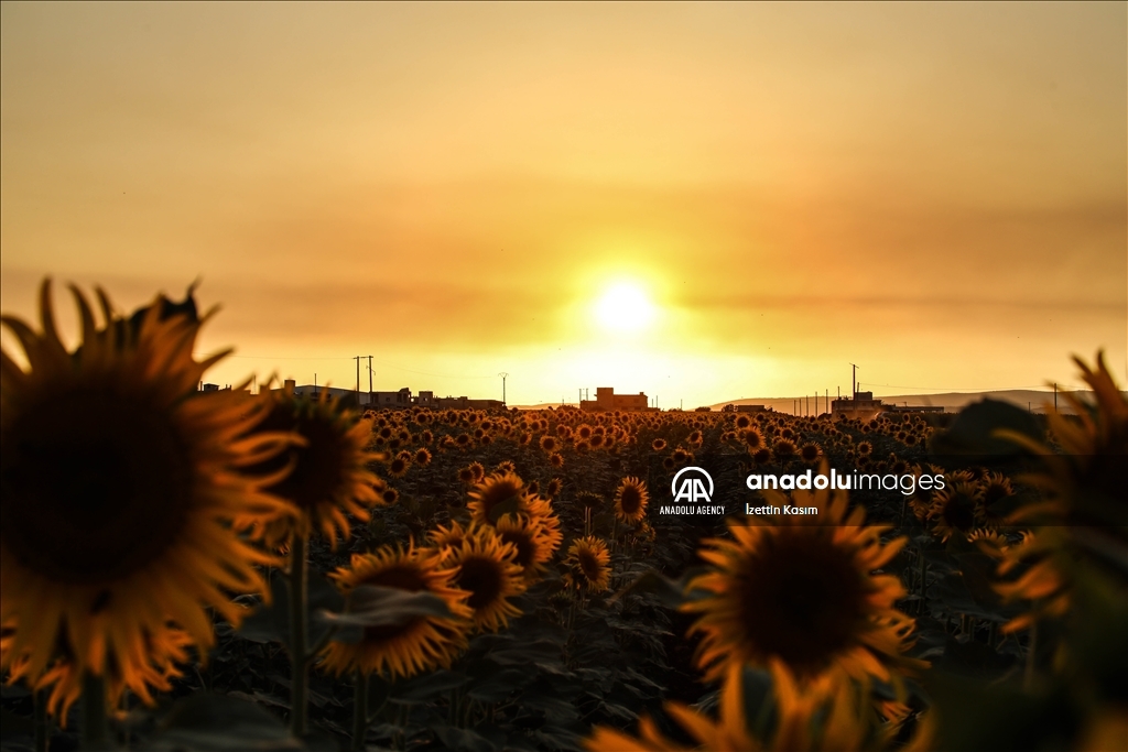 Sunflower fields in Idlib