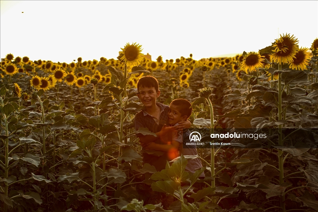 Sunflower fields in Idlib
