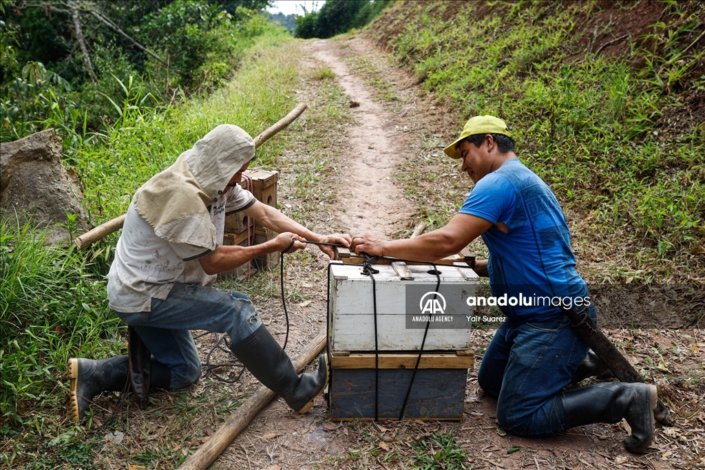 Beekeepers in Colombia prepare to face the El Nino Phenomenon