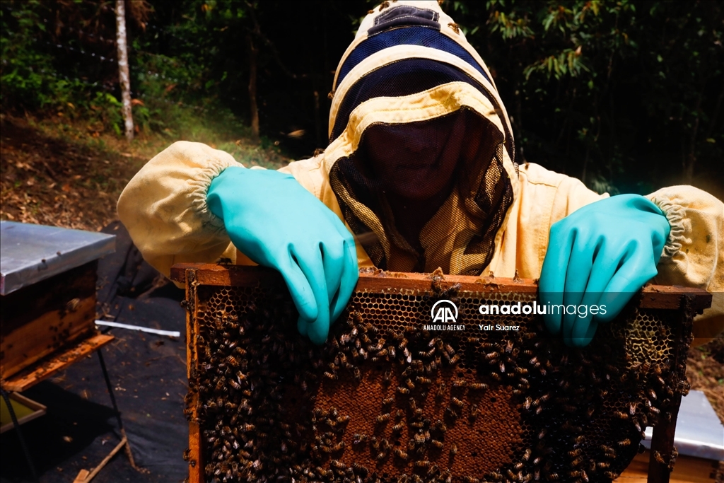 Beekeepers in Colombia prepare to face the El Nino Phenomenon