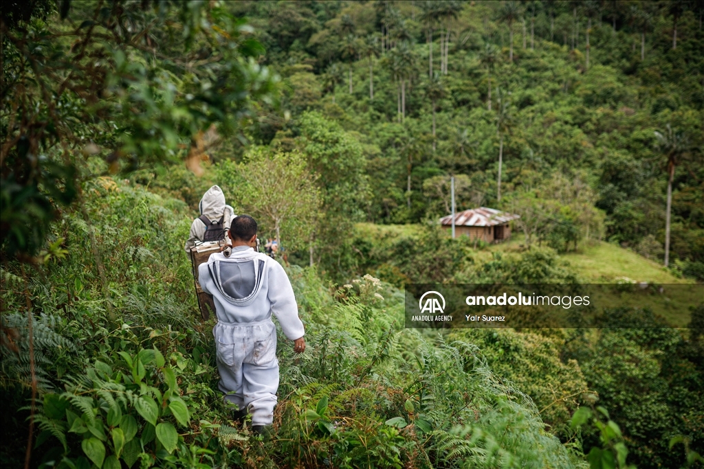 Beekeepers in Colombia prepare to face the El Nino Phenomenon