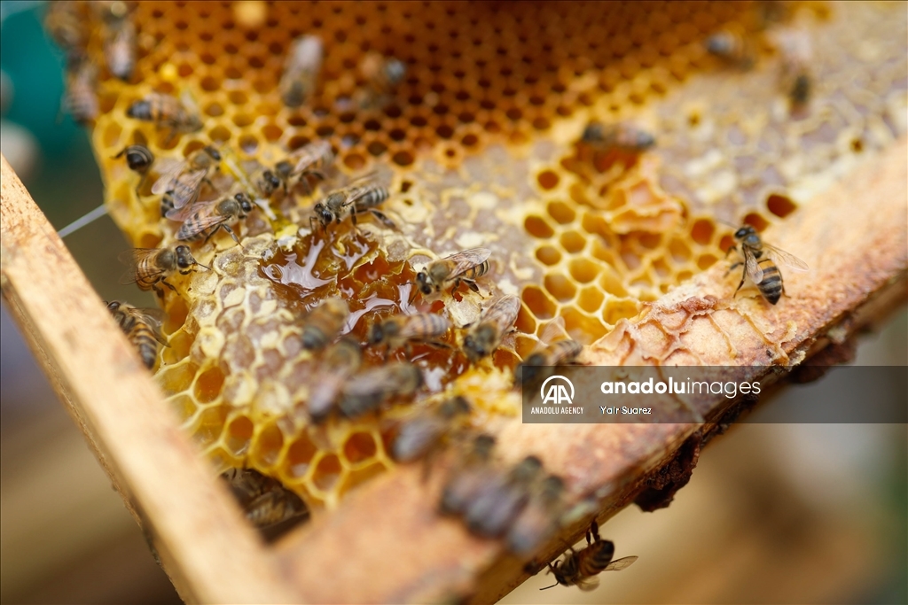 Beekeepers in Colombia prepare to face the El Nino Phenomenon