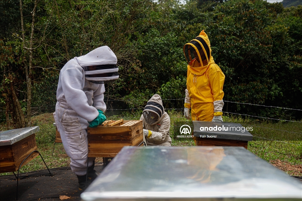 Beekeepers in Colombia prepare to face the El Nino Phenomenon