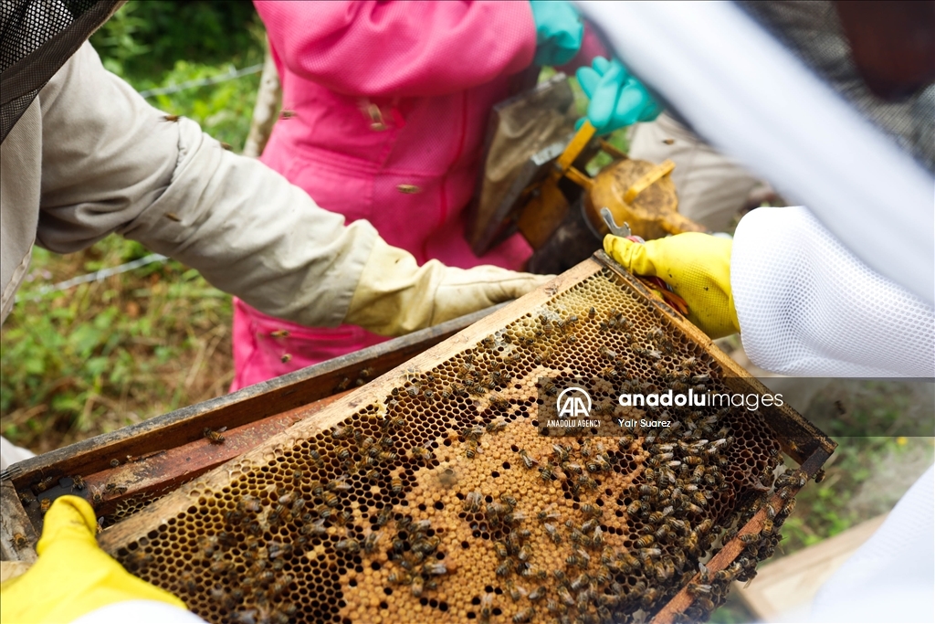 Beekeepers in Colombia prepare to face the El Nino Phenomenon