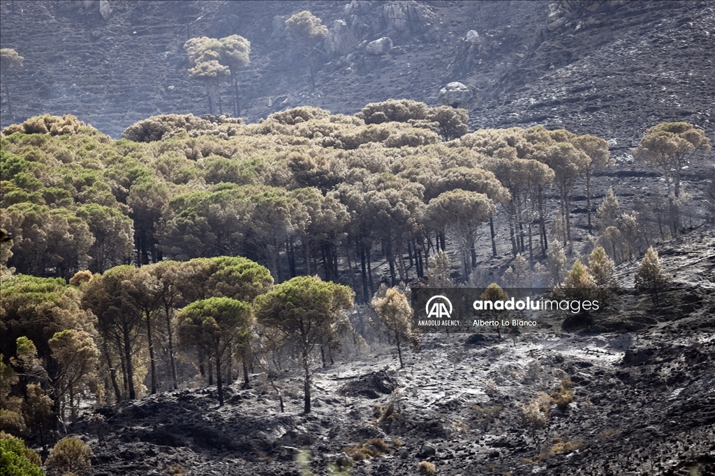 Forest fires in Sicily damaged settlements