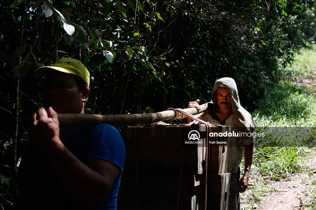 Beekeepers in Colombia prepare to face the El Nino Phenomenon