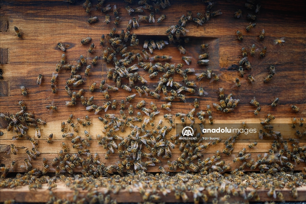 Beekeepers in Colombia prepare to face the El Nino Phenomenon