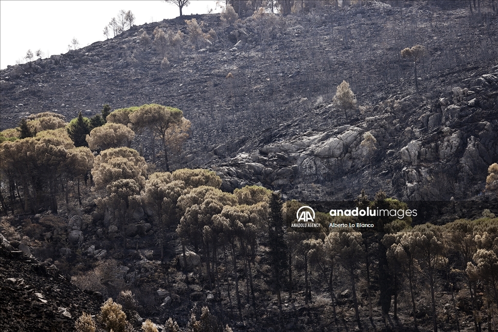 Forest fires in Sicily damaged settlements