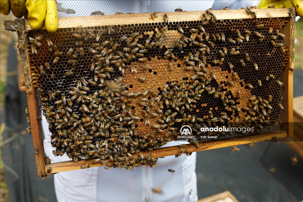 Beekeepers in Colombia prepare to face the El Nino Phenomenon
