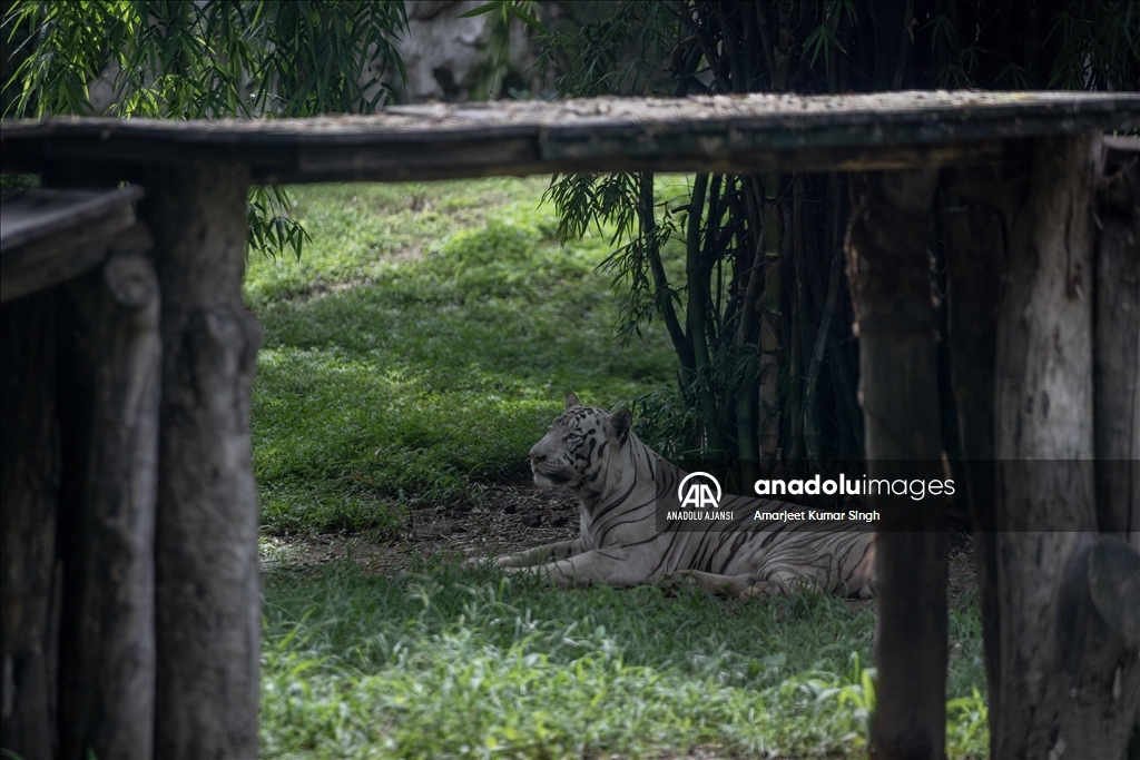 International Tiger Day in India