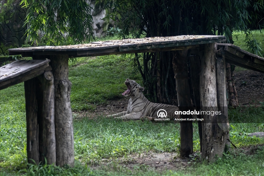 International Tiger Day in India