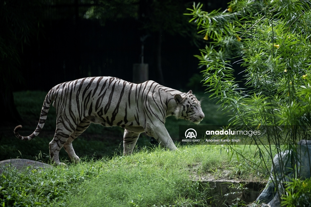 International Tiger Day in India