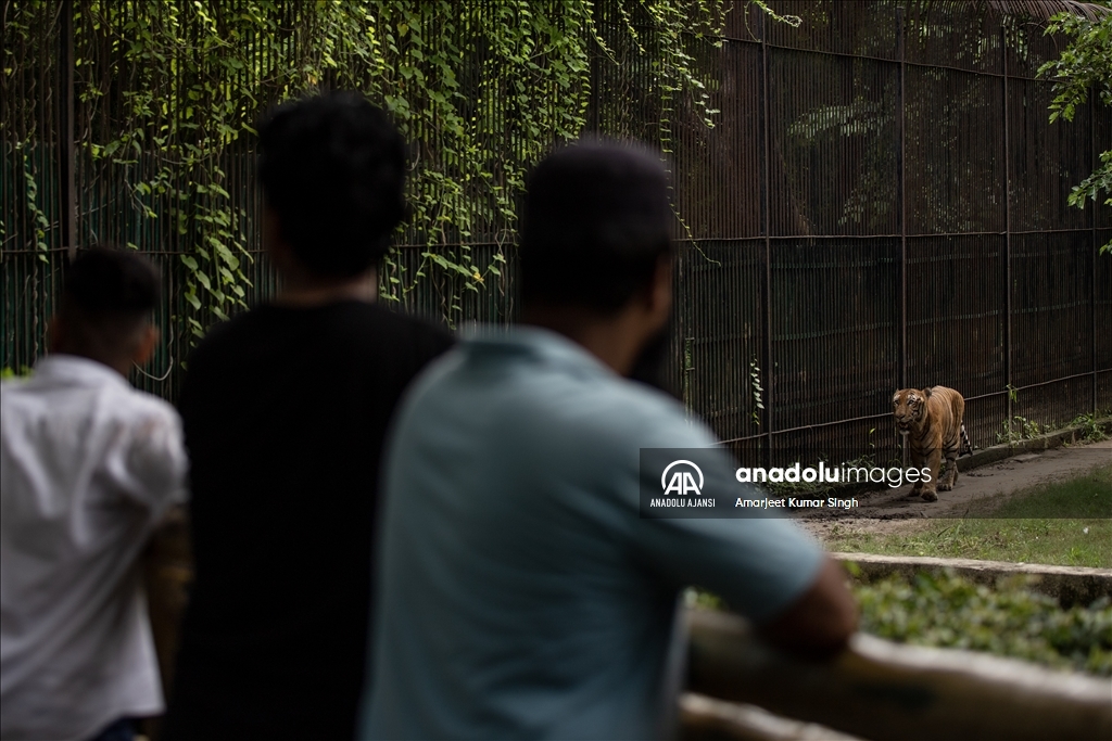 International Tiger Day in India