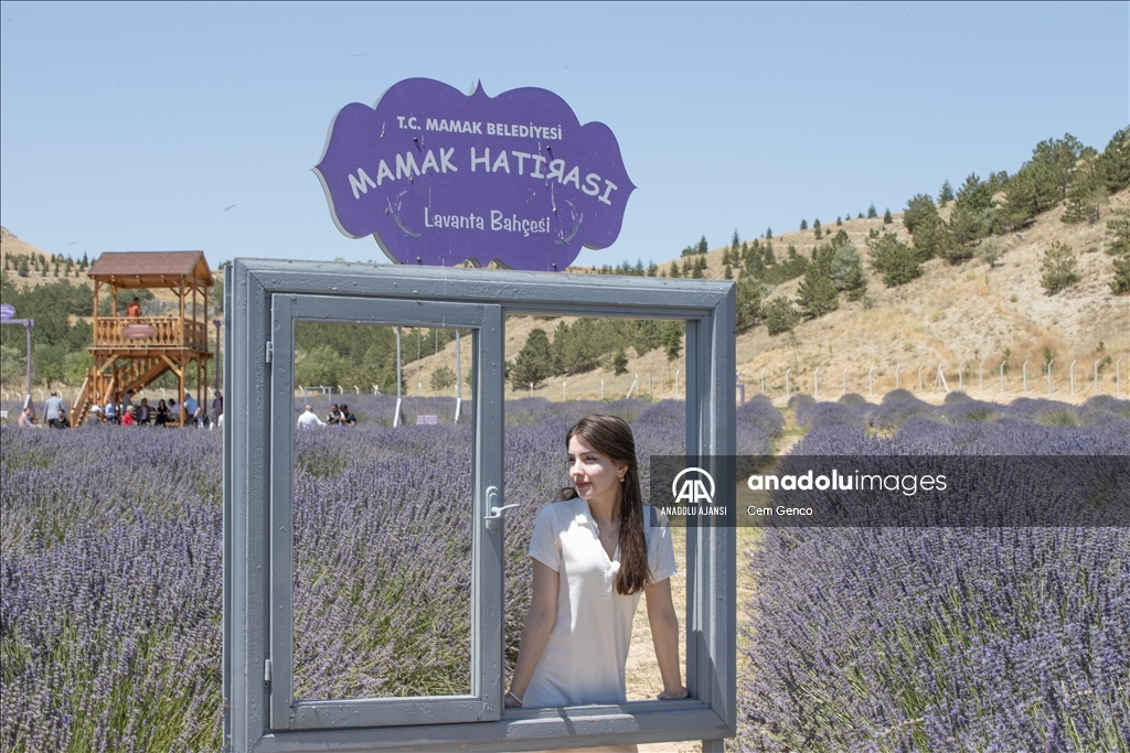 Mamak lavanta bahçesinde ziyaretçi yoğunluğu