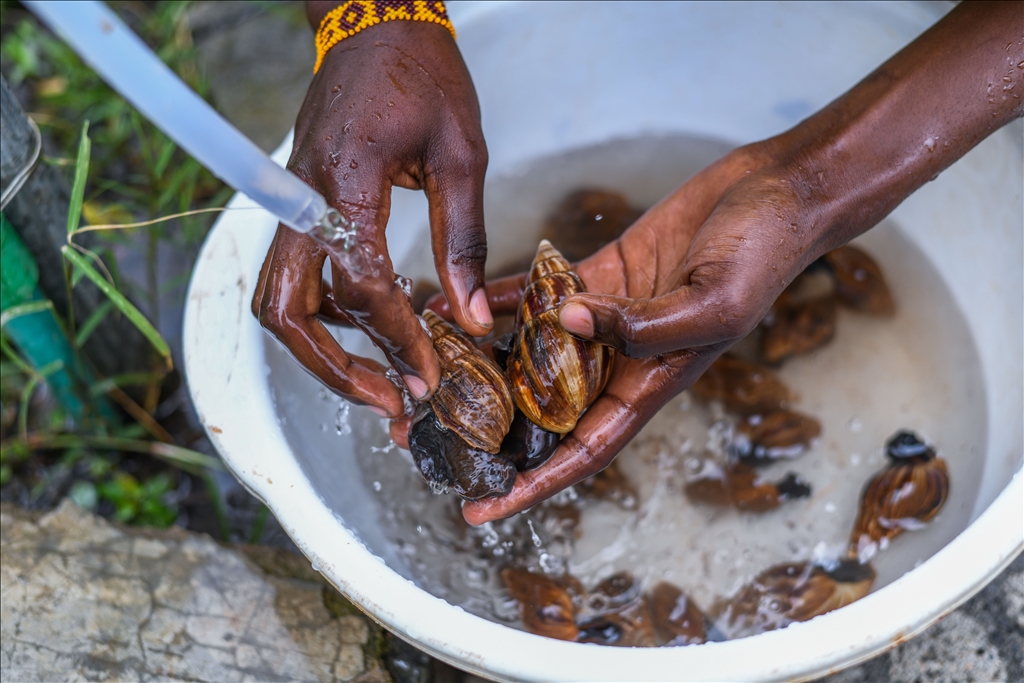 Snail farming in Kenya