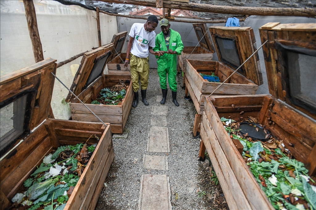 Snail farming in Kenya