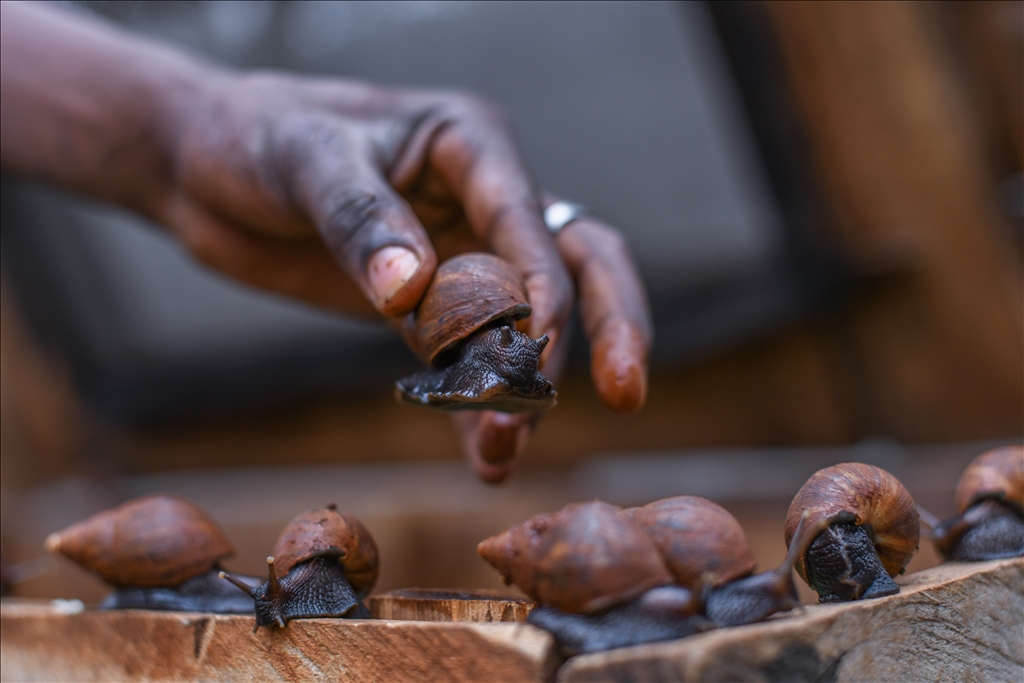 Snail farming in Kenya