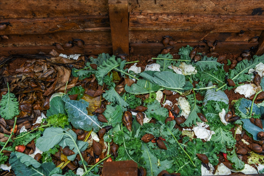 Snail farming in Kenya