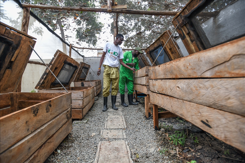 Snail farming in Kenya
