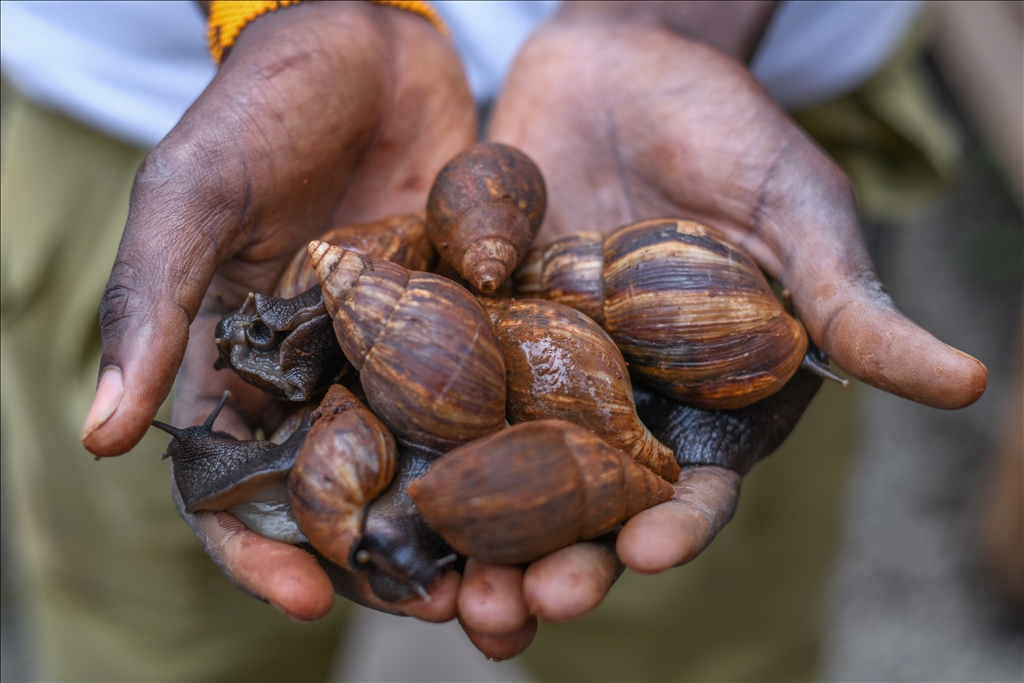 Snail farming in Kenya