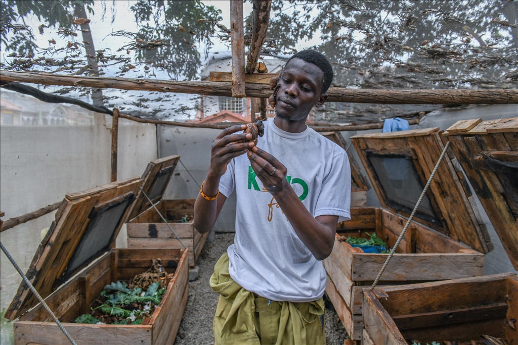 Snail farming in Kenya
