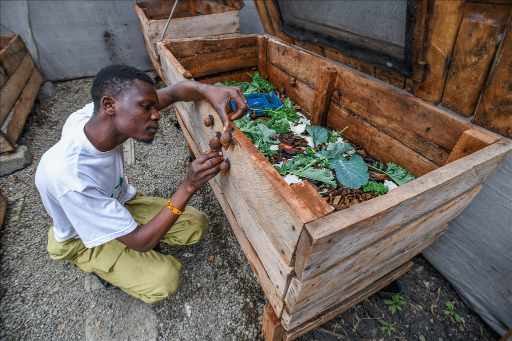 Snail farming in Kenya