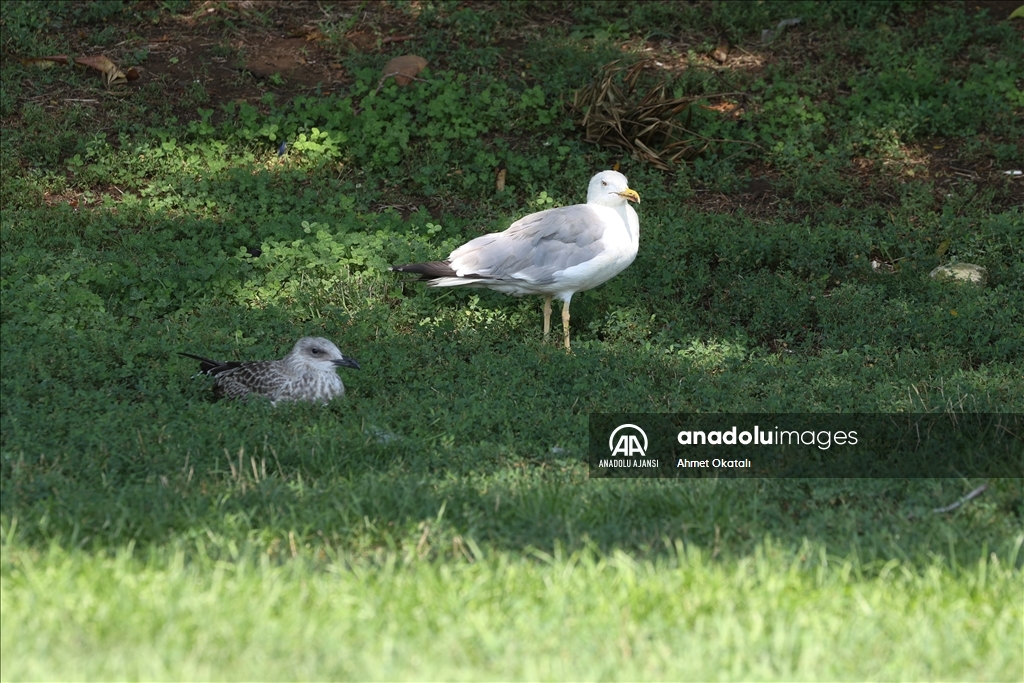İstanbul'da "eyyam-ı bahur" sıcaklarından bunalanlar sahillere ve parklara akın etti