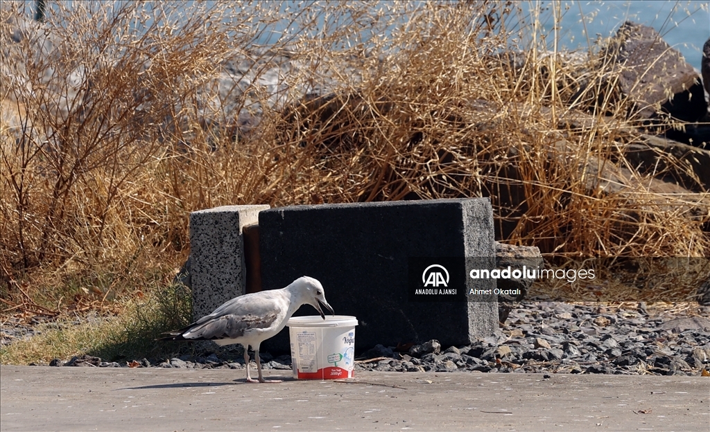 İstanbul'da "eyyam-ı bahur" sıcaklarından bunalanlar sahillere ve parklara akın etti