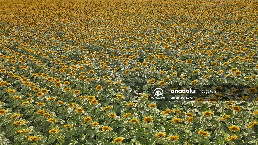Ankara'nın ayçiçeği tarlaları