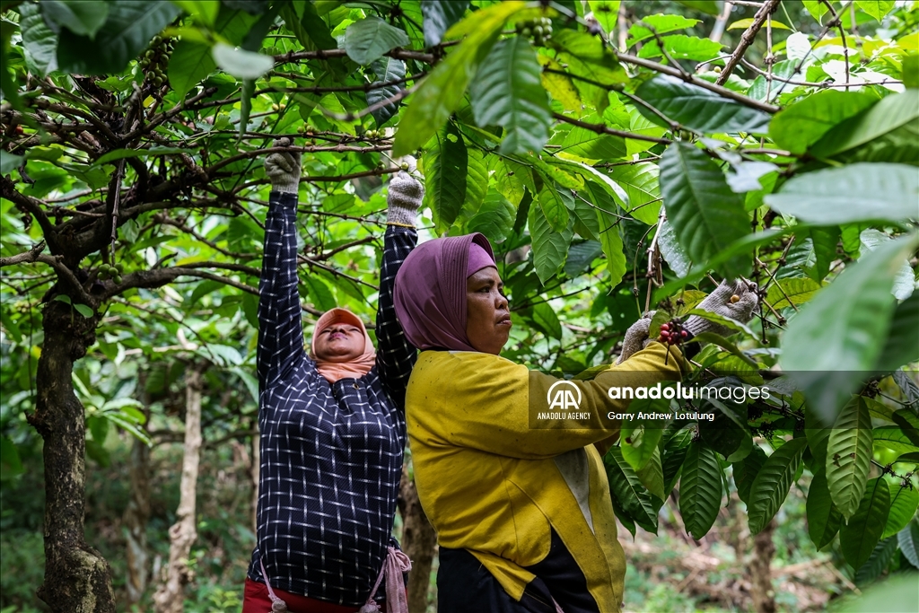 Harvesting coffee beans in Indonesia