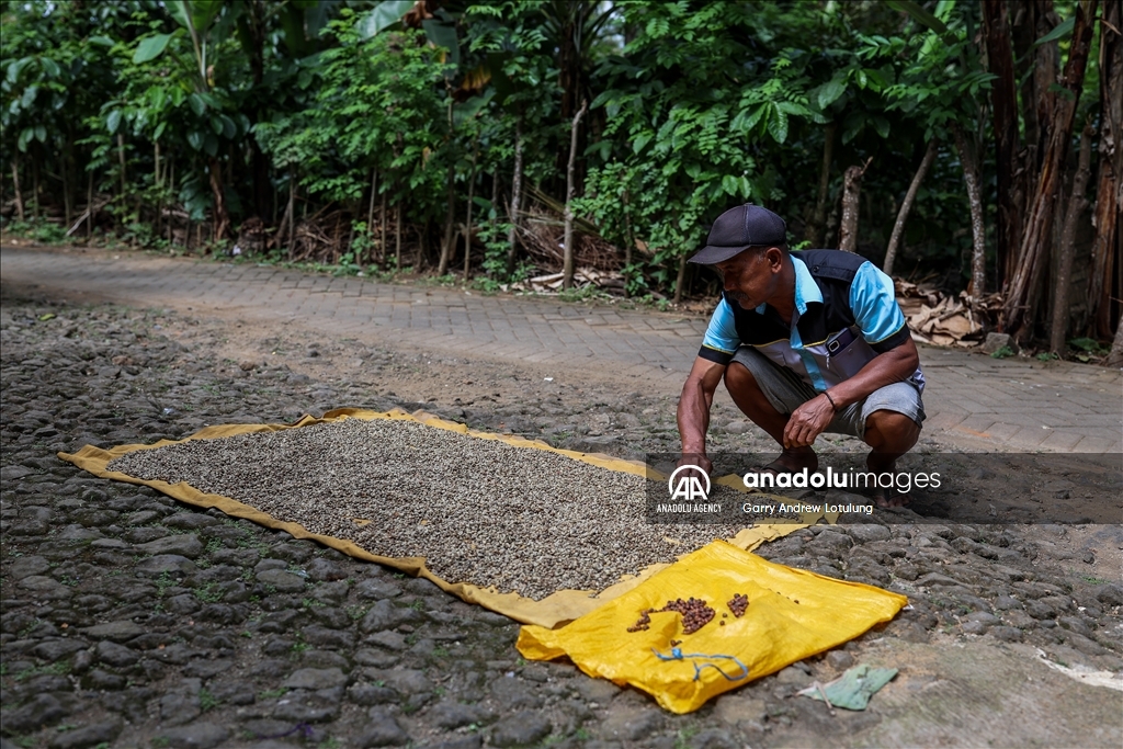Harvesting coffee beans in Indonesia