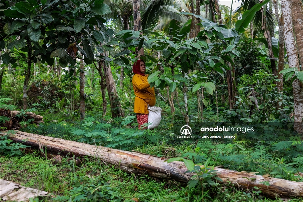 Harvesting coffee beans in Indonesia