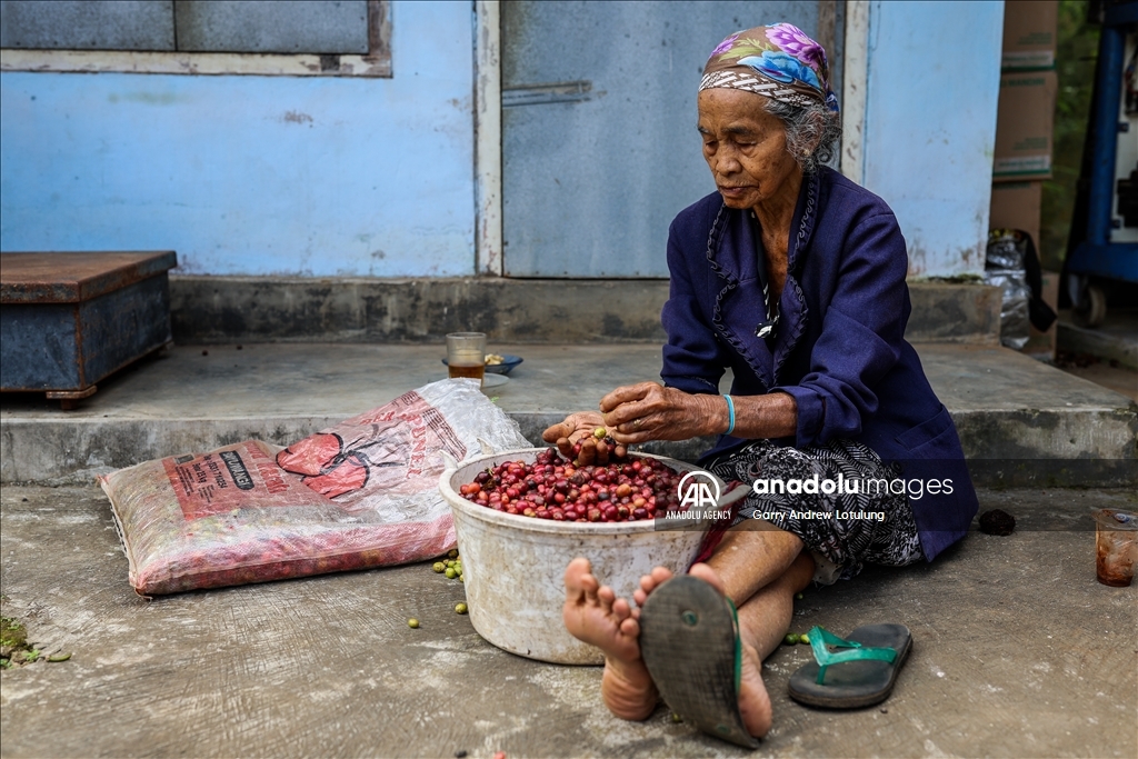 Harvesting coffee beans in Indonesia