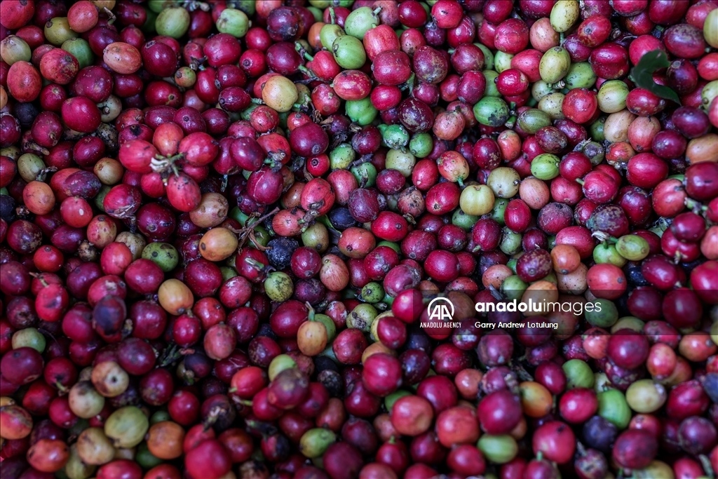 Harvesting coffee beans in Indonesia