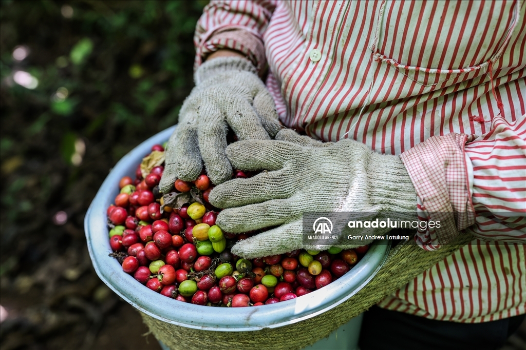 Harvesting coffee beans in Indonesia