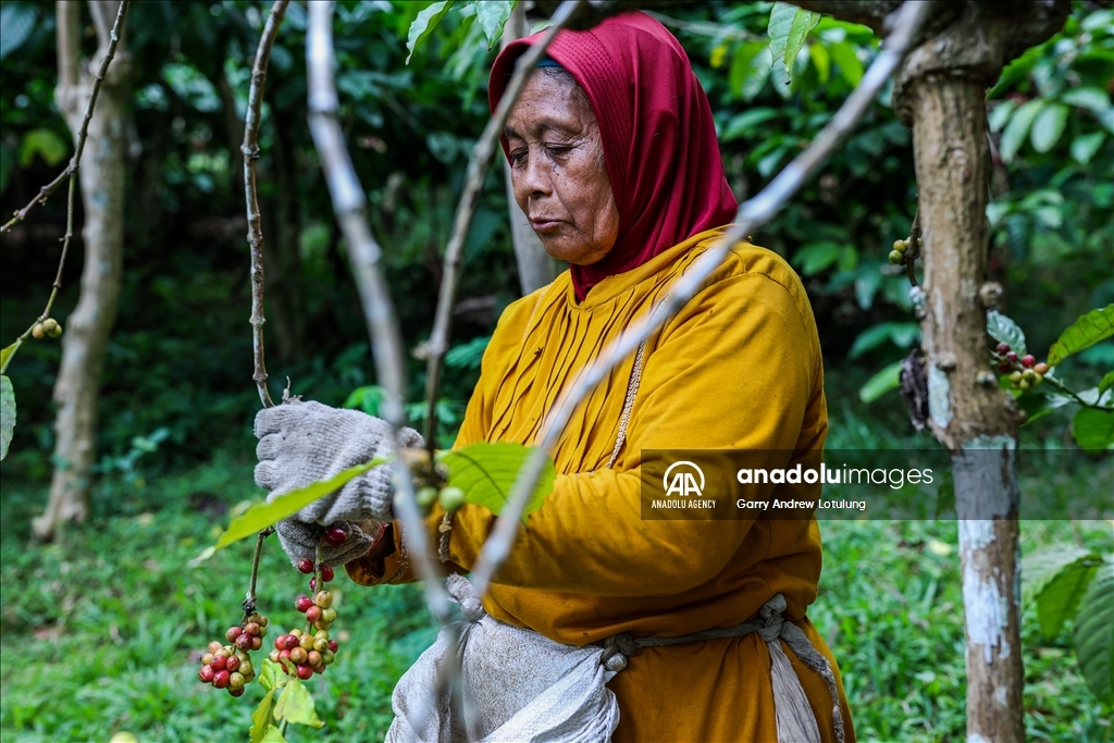 Harvesting coffee beans in Indonesia