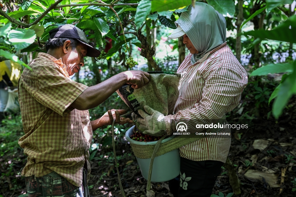 Harvesting coffee beans in Indonesia