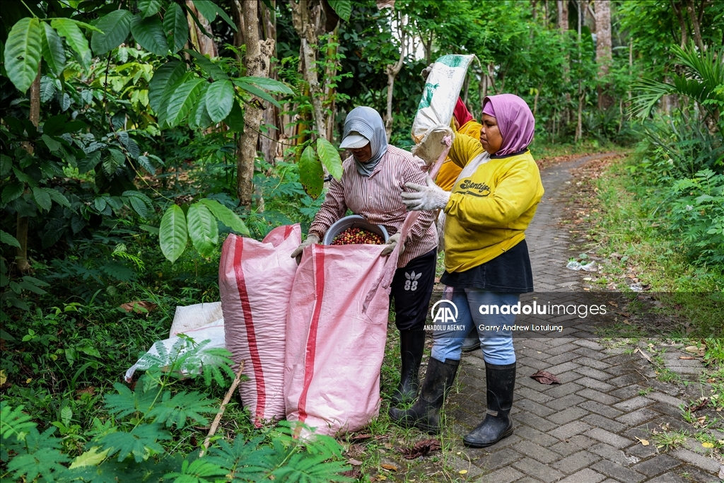 Harvesting coffee beans in Indonesia