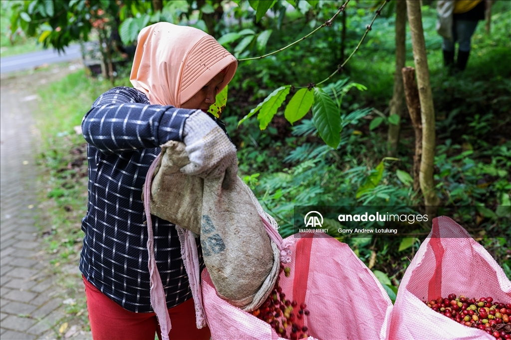 Harvesting coffee beans in Indonesia