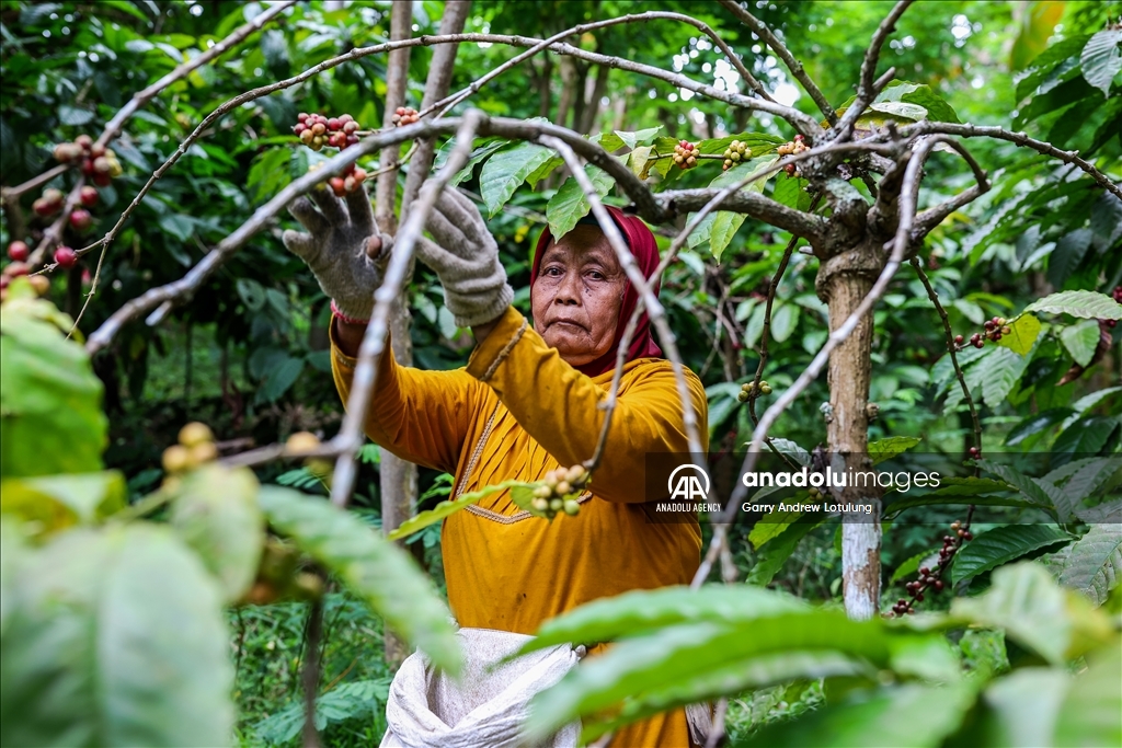 Harvesting coffee beans in Indonesia