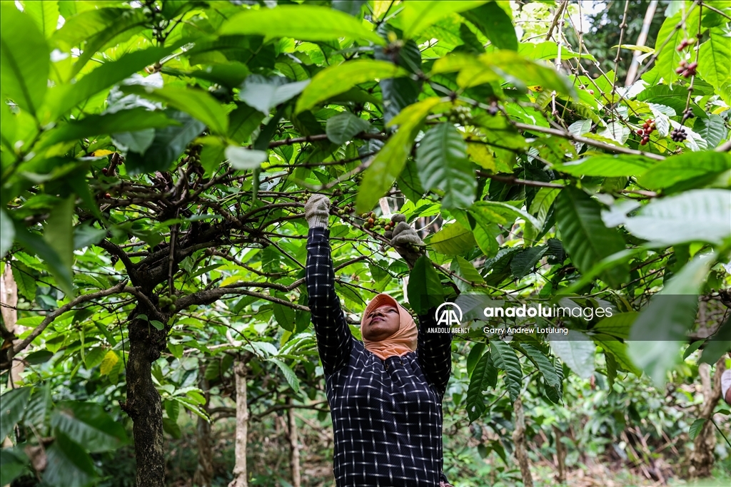 Harvesting coffee beans in Indonesia