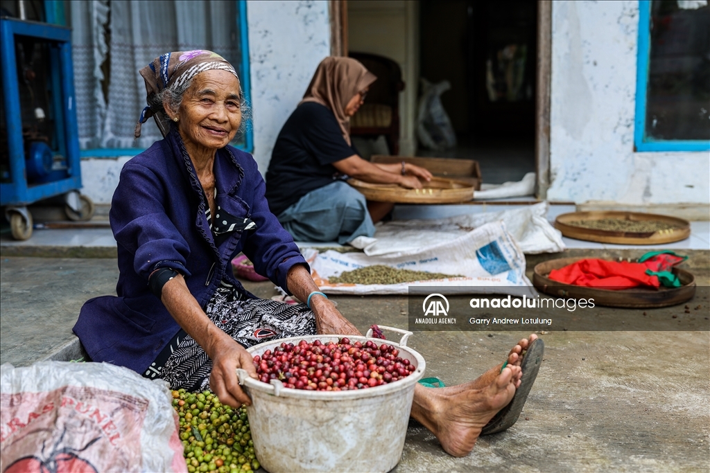 Harvesting coffee beans in Indonesia